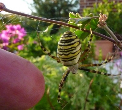 20140823 043 - Kopie.JPG