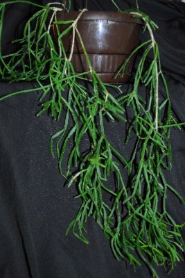 Rhipsalis14 012pp.jpg