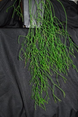 Rhipsalis14 013pp.jpg