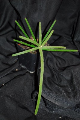 Rhipsalis14 016pp.jpg