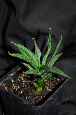 Sansevieria 015pp.jpg