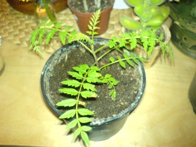 DSC01058.JPG