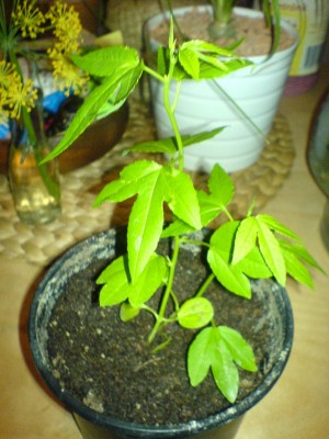 DSC01061.JPG