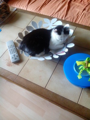 2014-08-12 17.31.45.jpg