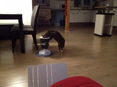 Reggie in Neu-Ulm 1.jpg