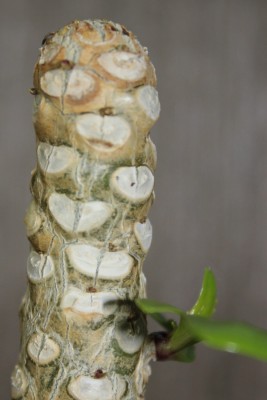 Hawaiipalme 25.08.2014.jpg