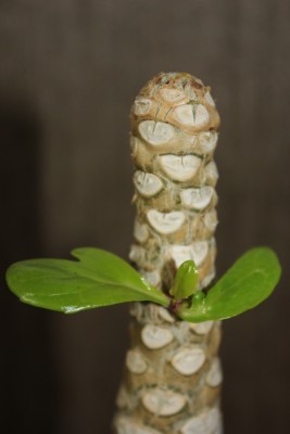 Hawaiipalme am  25.08.2014.jpg