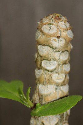 Hawaiipalme am 25.08.2014.jpg