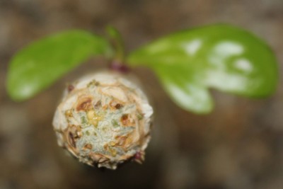 Hawaiipalme Spitze am 25.08.2014.jpg