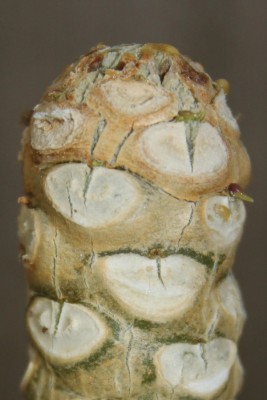 Hawaiipalme Spitze 25.08.2014.jpg