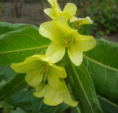 Schwarzes Bilsenkraut (Hyoscyamus niger).jpg