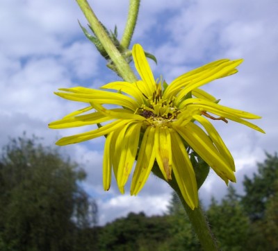 Kompasspflanze (Silphium laciniatum).jpg
