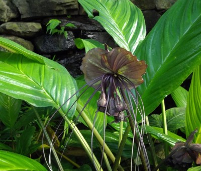 Fledermausblume (Tacca chantrieri).jpg