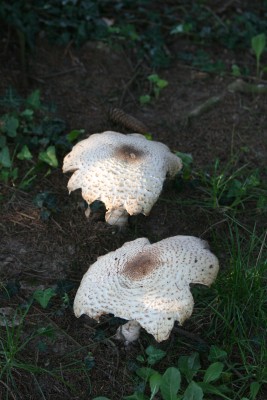 2014-08-24 18.33.18.jpg