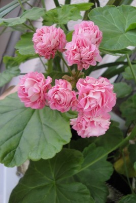 Pelargonie Australian Pink.JPG