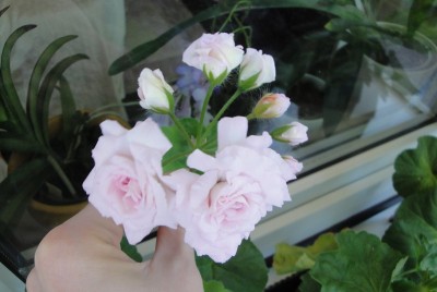 Pelargonie Millfield Rose.JPG