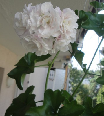 Pelargonie Snowdrift.JPG