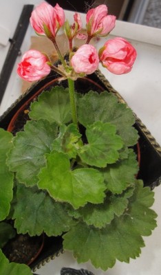 Vielleicht Red Pandora oder Patricia Andrea.JPG