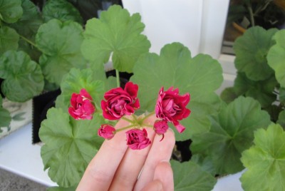 Zweite Unbekannt, vielleicht ein Rambler.JPG