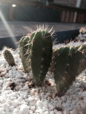 photo 49.JPG