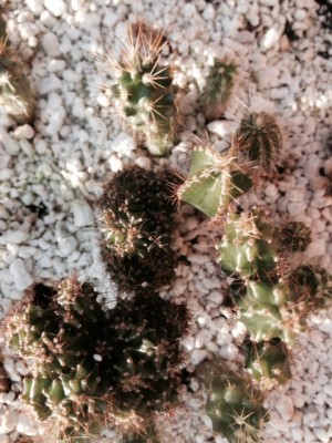 photo 54.JPG