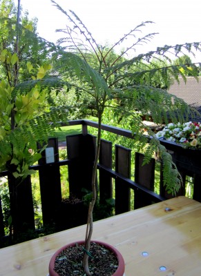 Jacaranda-Bonsai.jpg