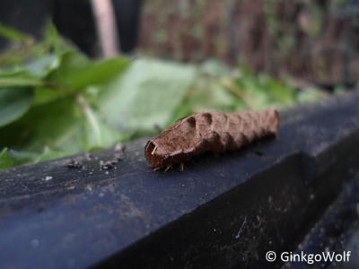 Raupe_2.JPG