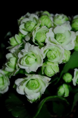 Crassulaceae14 066pp.jpg