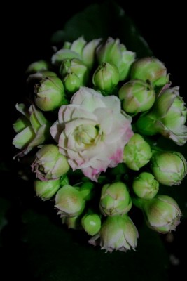 Crassulaceae14 067pp.jpg