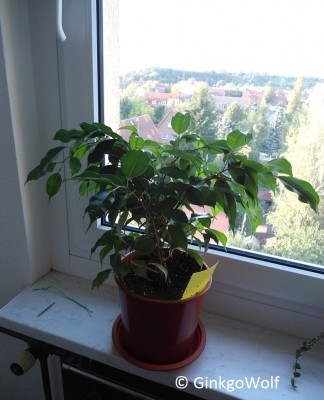 Ficus_benjamini.JPG
