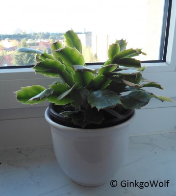 Schlumbergera_2014_08_28.JPG