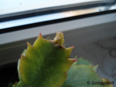 Schlumbergera_2014_08_28_.JPG