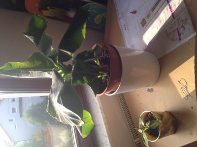 calathea crimson pink Calathea Pink Star main image 0