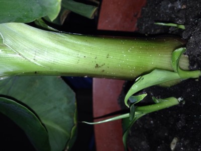 Weie Punkte am Bananenbaum  Pflegen & Schneiden & Veredeln  GREEN24  Pflanzen & Garten Forum