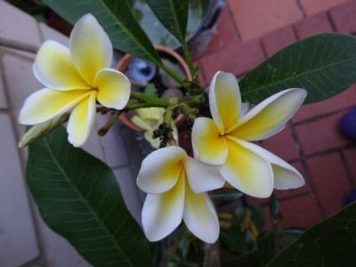 Plumeria_1.jpg