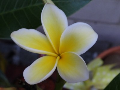 Plumeria_2.jpg