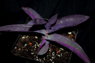 Tradescantia 084pp.jpg