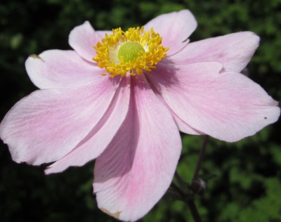 Anemone.jpg