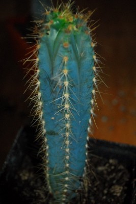 Stachler 057pp.jpg