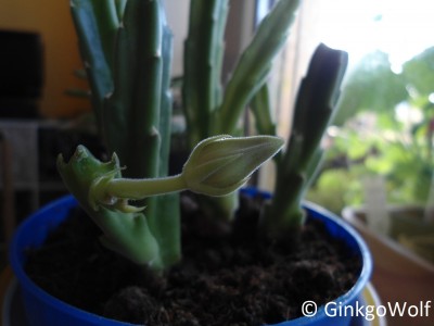 Stapelia_2014_09_03.JPG