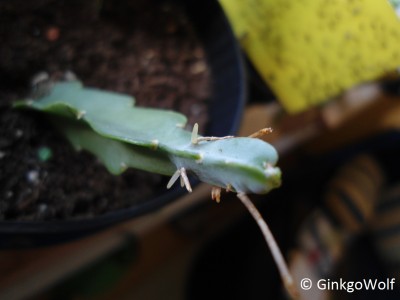 Epis_2014_09_03_.JPG