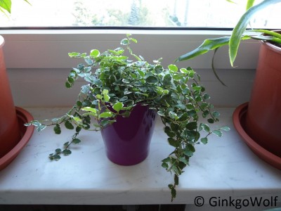 Ficus_pumila.JPG