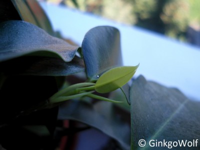 Ficus_benjamini_2014_09_03_.JPG