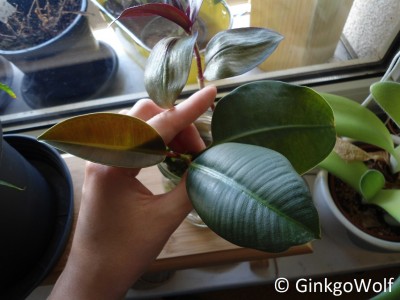 Ficus_elastica_2014_09_03.JPG