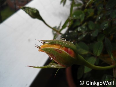 Rose_2014_08_29.JPG
