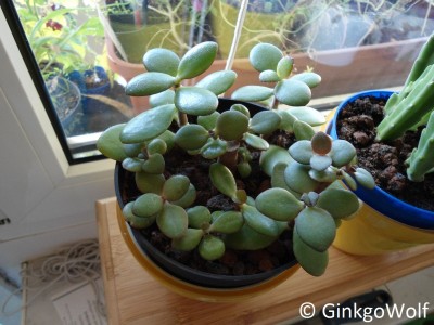Crassula_2014_09_03.JPG