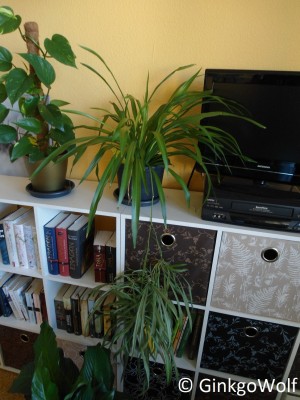 Chlorophytum_comosum_2014_09_03.JPG