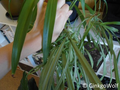 Chlorophytum_comosum_2014_09_03_.JPG