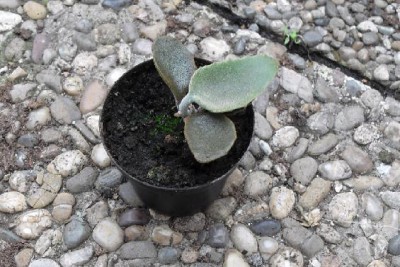 Kalanchoe_beharensis.jpg