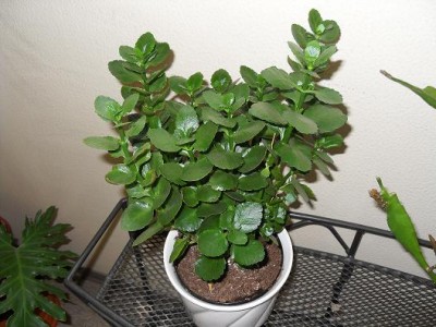 Kalanchoe_blossfeldiana.jpg